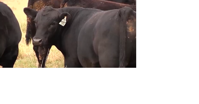 Talking Montana's Wagyu beef industry with a woman-owned small business cattle ranch - Vimarsana News