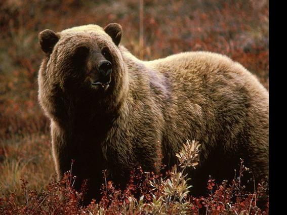 Signs Of Black Bear Grizzly Wolf Reported In Missoula County Regional Kulr8 Com