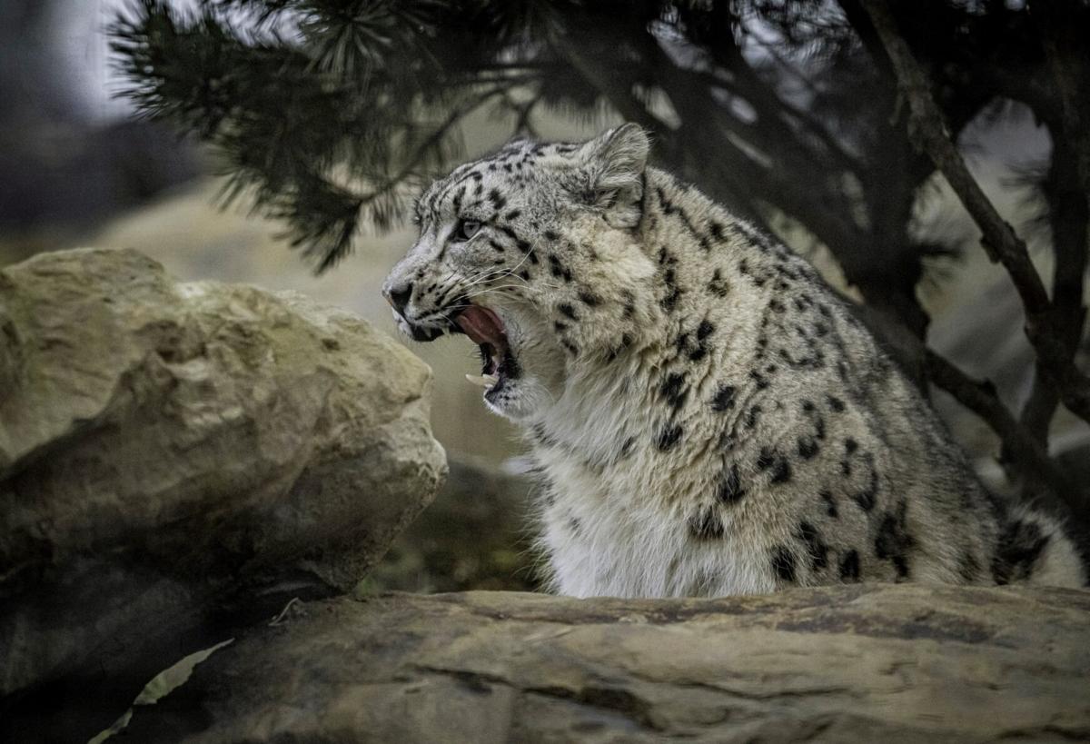 Chester Zoo welcomes first snow leopards in its 93-year history