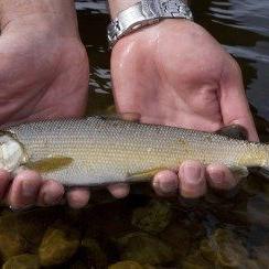 State agencies issue consumption advisory for all fish species on Yellowstone River near train derailment - Vimarsana News