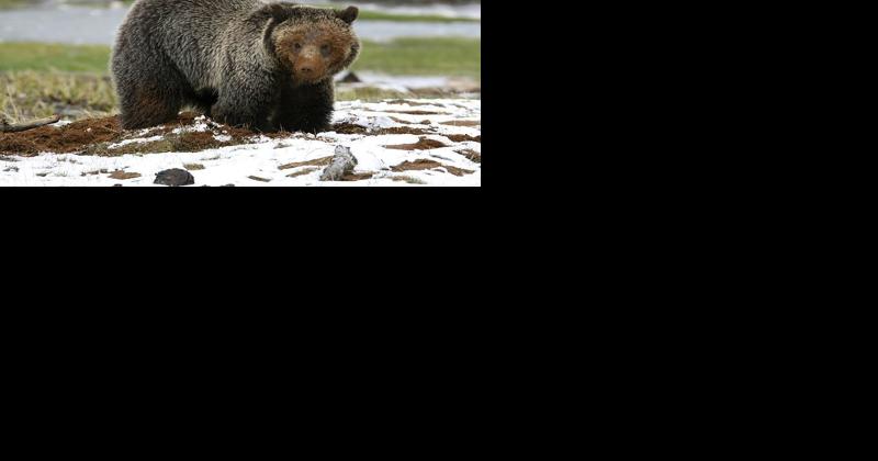 Grizzly bear activity considered too high to begin wolf trapping for week of Dec. 6 - Vimarsana News