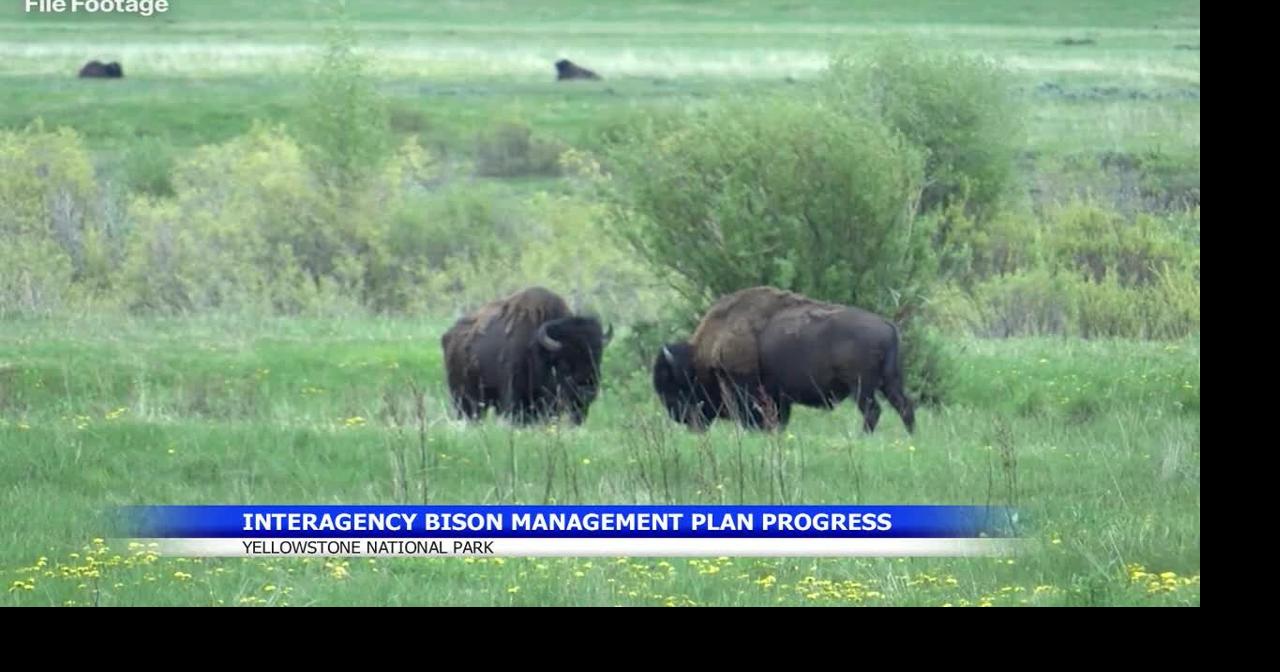 Yellowstone Bison Management Plan meeting highlights herd movement ...