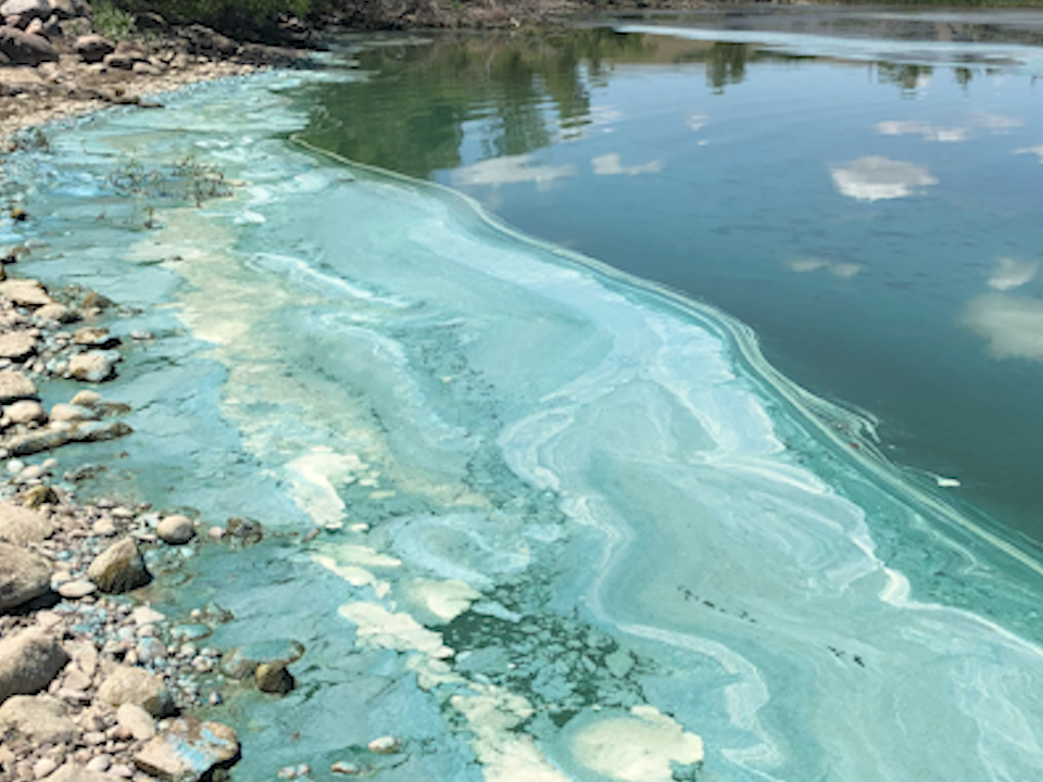 How to spot & report harmful algae blooms this summer - Vimarsana News