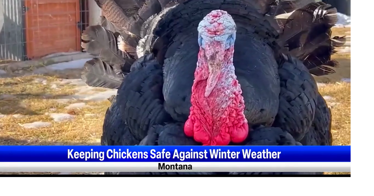 Local Billings Heights woman shares how she keeps her chickens warm in