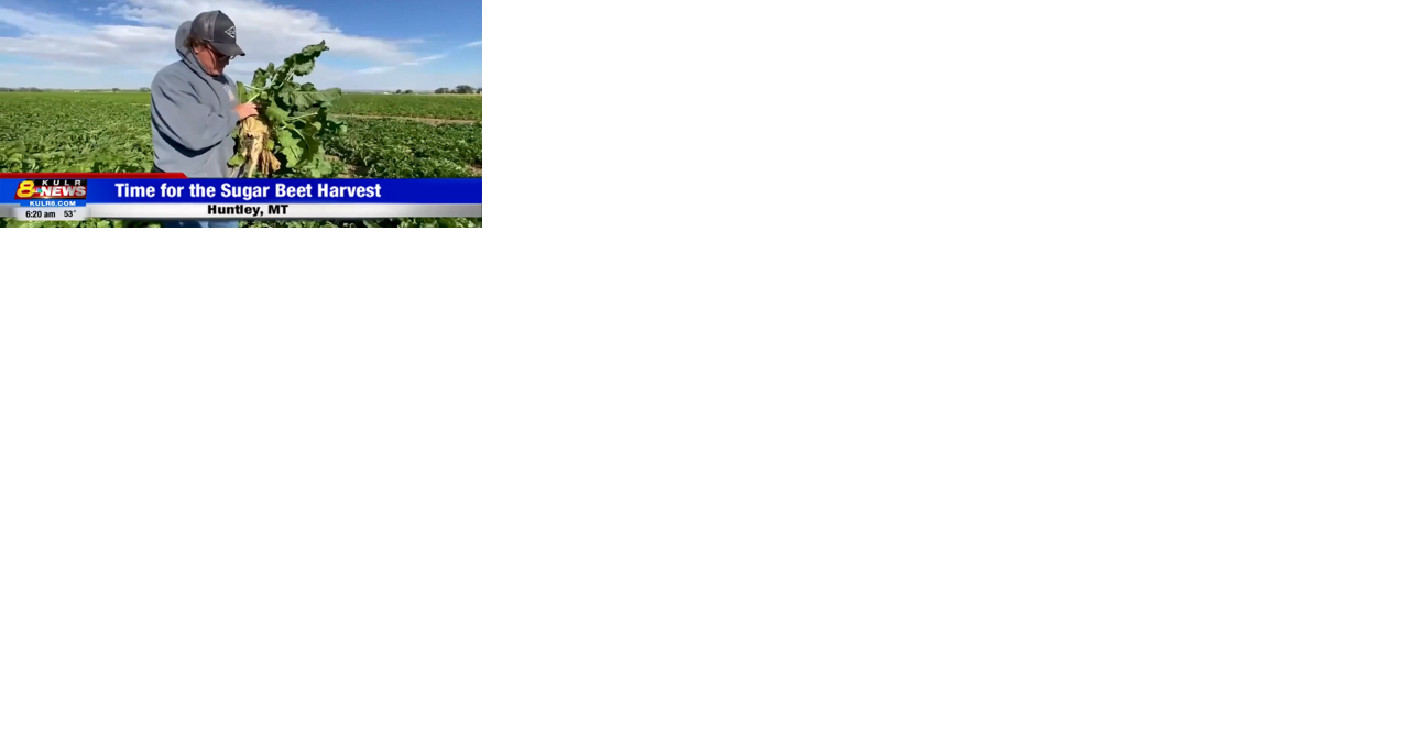 Almost time for the sugar beet harvest! - Vimarsana News