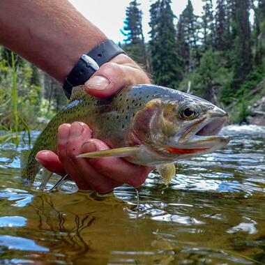 Fishing restrictions to be lifted on some streams in southwest Montana - Vimarsana News