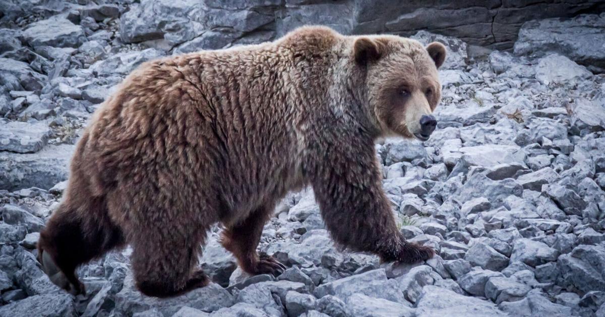 Yellowstone grizzlies delisting proposal backed by Montana reps clears key hurdle