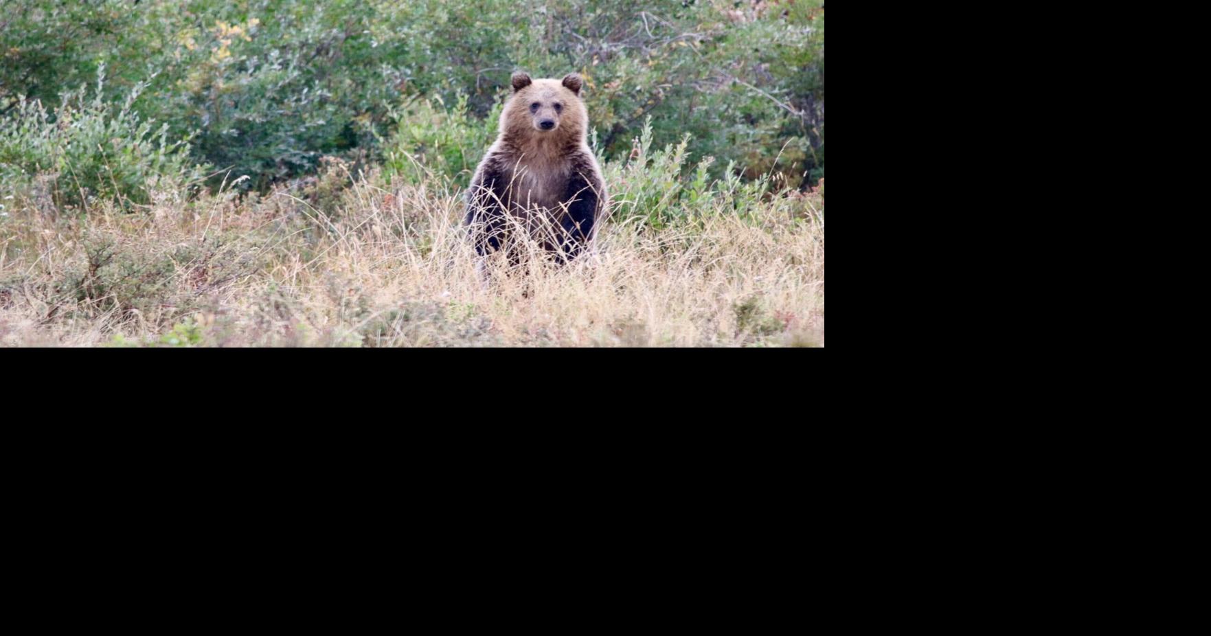Reward increased for information on illegal grizzly bear killing near Montana border