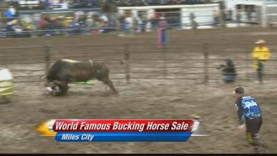 Bucking Horse Sale Brings Thousands To Miles City News Kulr8 Com