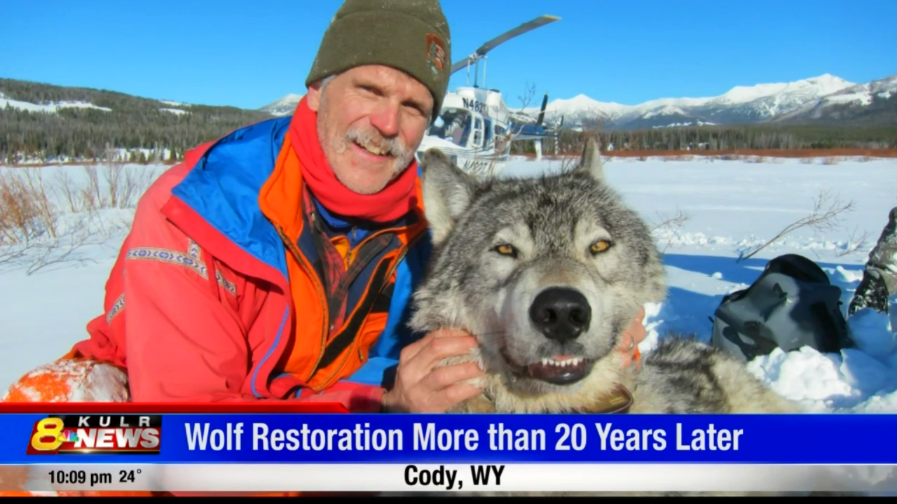 Ik denk dat ik ziek ben tiener gevogelte Yellowstone wolf numbers steady | Wyoming News | kulr8.com
