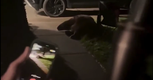 'Not what you want to wake up to': Bear enters Manhattan home in late-night break-in
