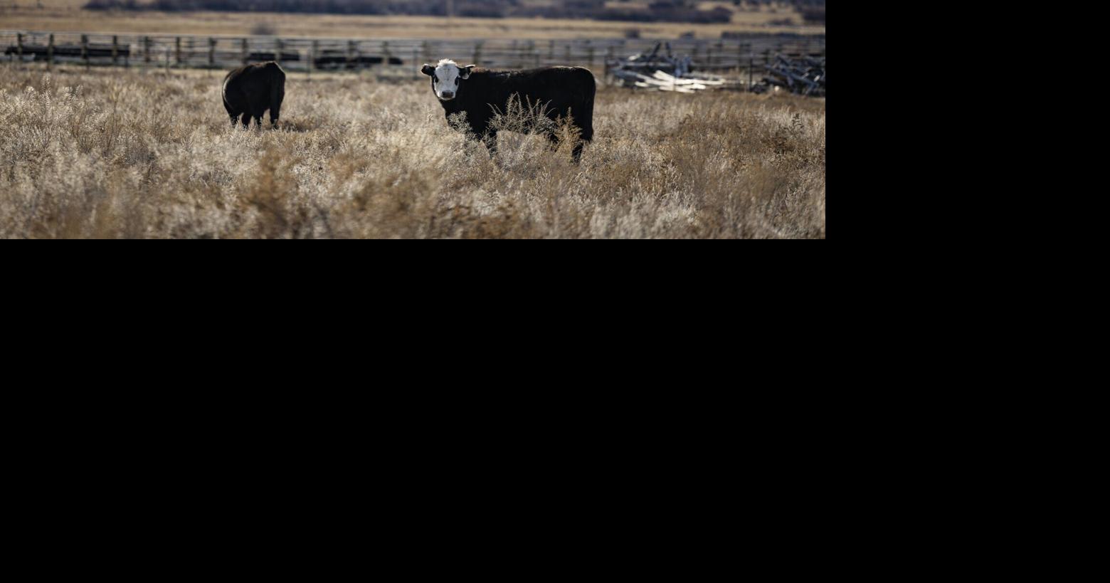 Second Montana brucellosis case of 2025 detected in Gallatin Valley herd