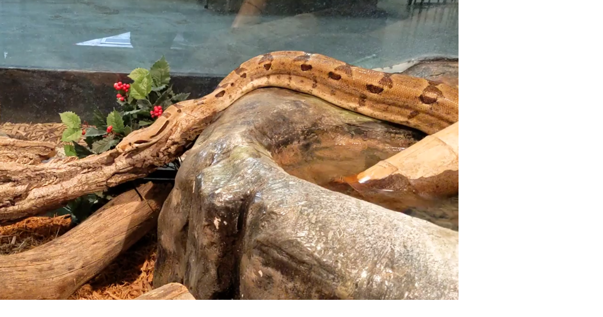 Red-tailed Boa Constrictor - Elmwood Park Zoo