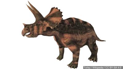 Triceratops - Wikipedia