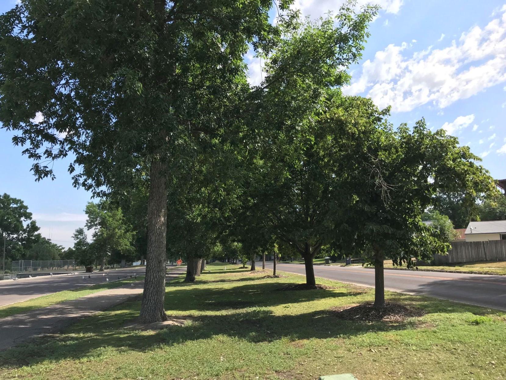 Red Lodge Parks, Trees and Recreation receiving help with funding to plant new trees - Vimarsana News