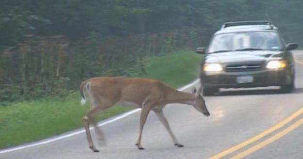 Wildlife crashes peak in Montana during fall months, drivers urged to stay alert