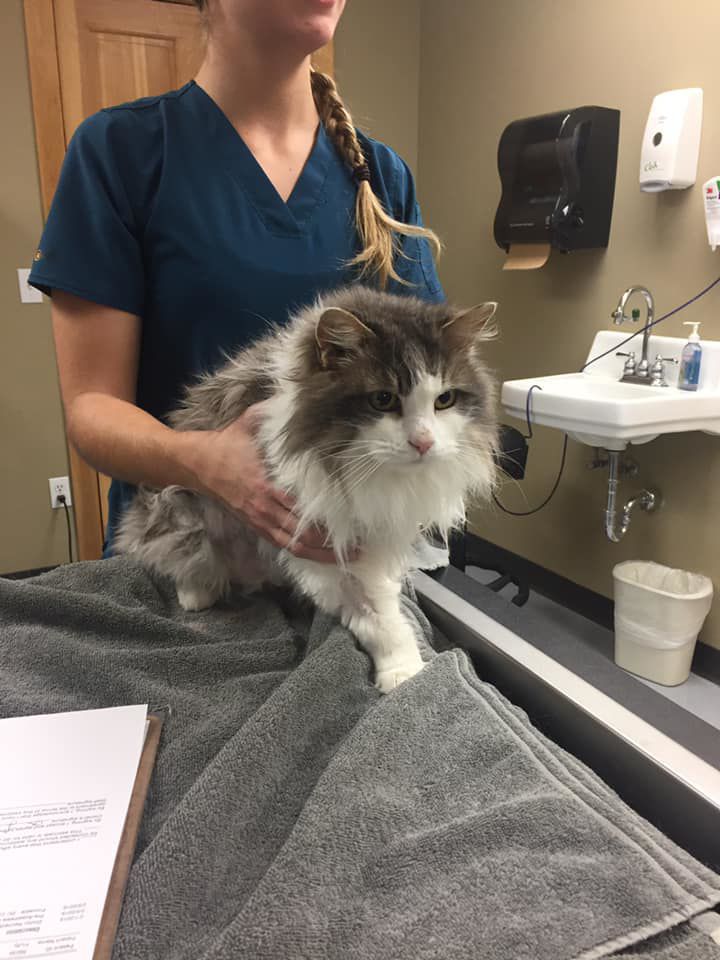 Montana Veterinarians Bring Frozen Unresponsive Cat Back To Life Wake Up Montana Kulr8 Com
