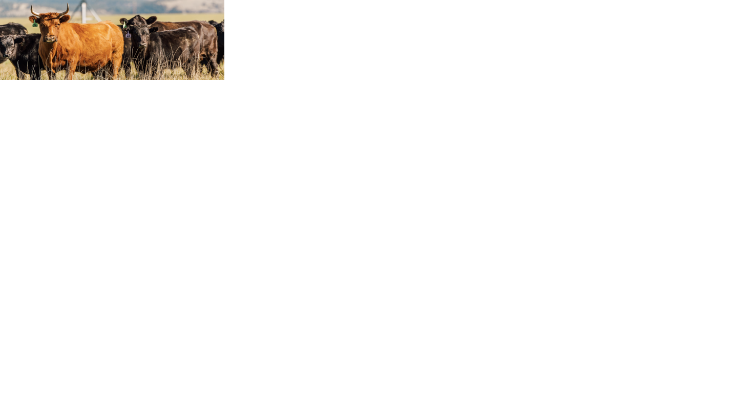 Weather and social media, the new storm in ranching - Vimarsana News