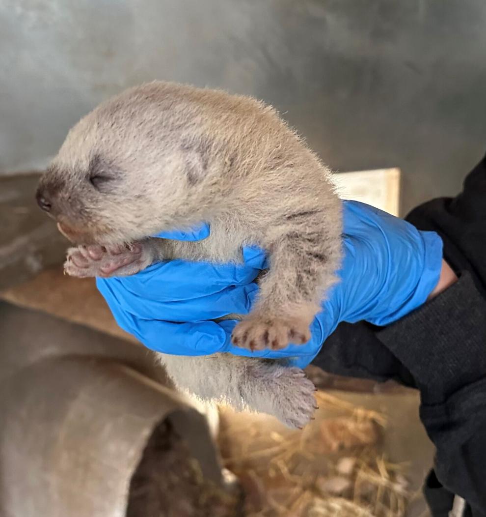 Baby wolverine born at ZooMontana in Billings Billings News