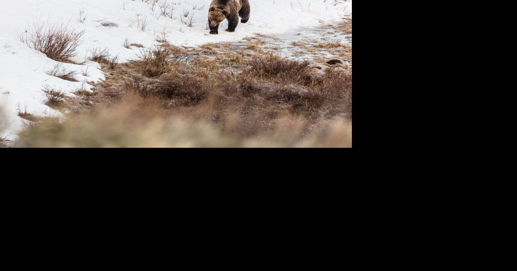 Two grizzly bears euthanized after series of conflicts around Lincoln