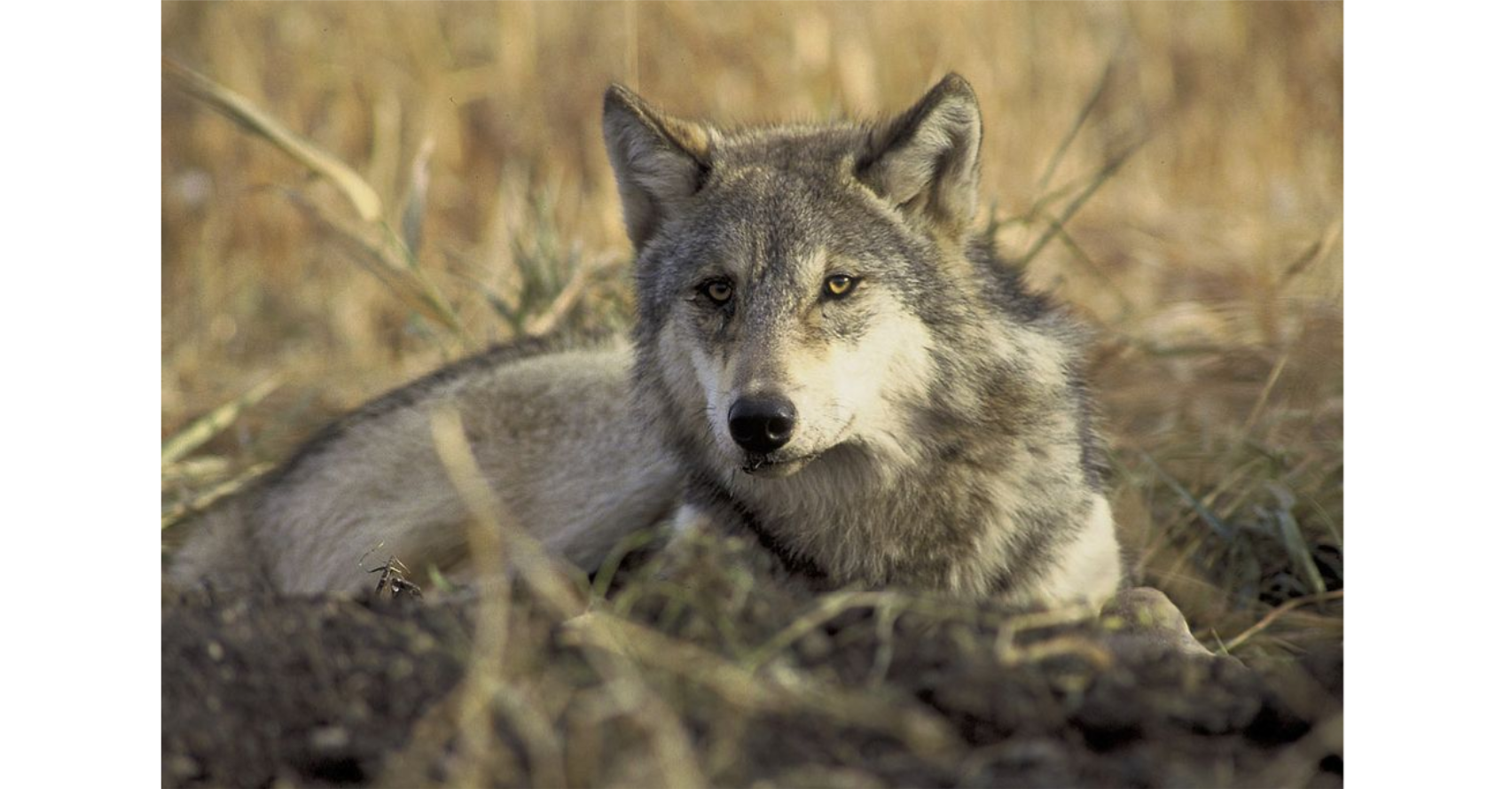 FWP releases 2023 Montana Gray Wolf Conservation and Management Plan for public comment - Vimarsana News