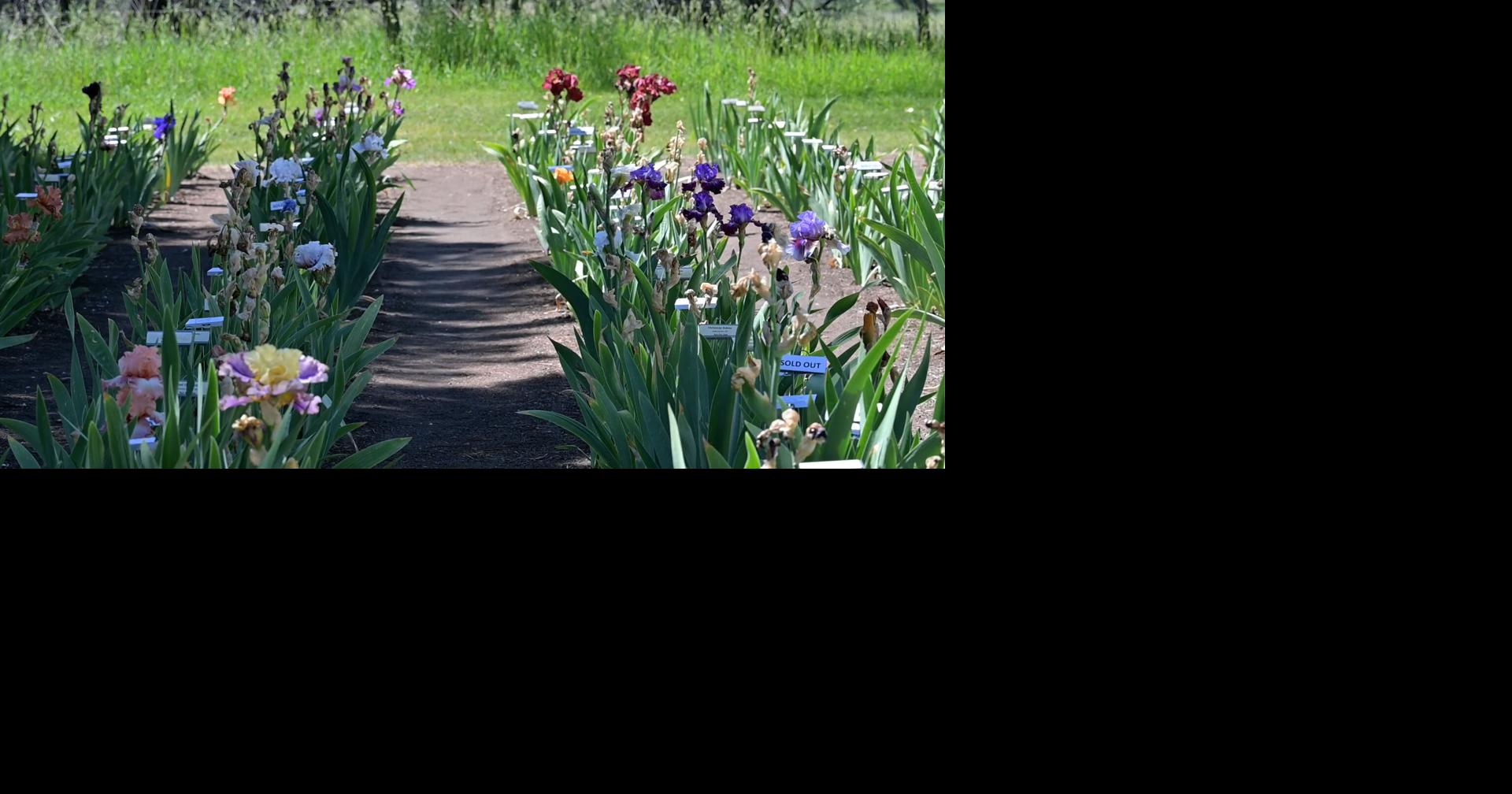 From a twist of fate to thousands of blooms: Billings Iris Garden celebrates 30 years