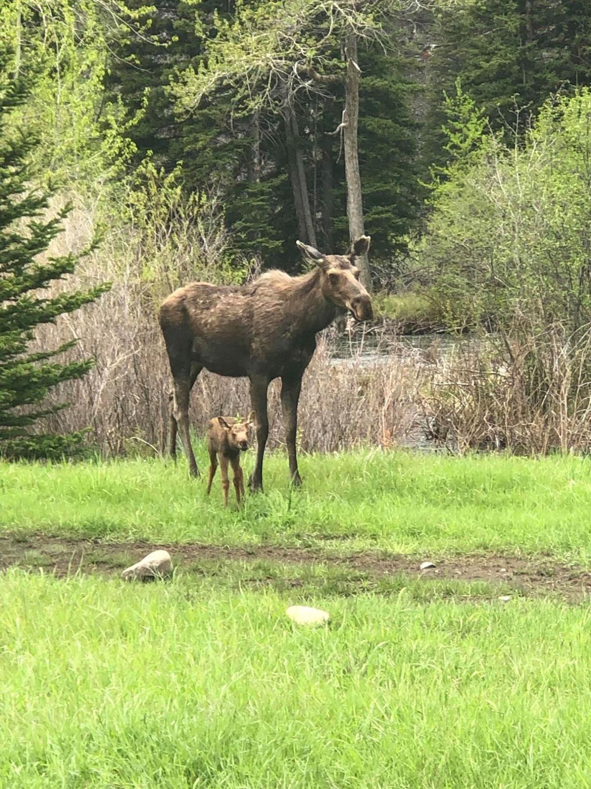 Seen In Montana Baby Moose And Cow Regional Kulr8 Com