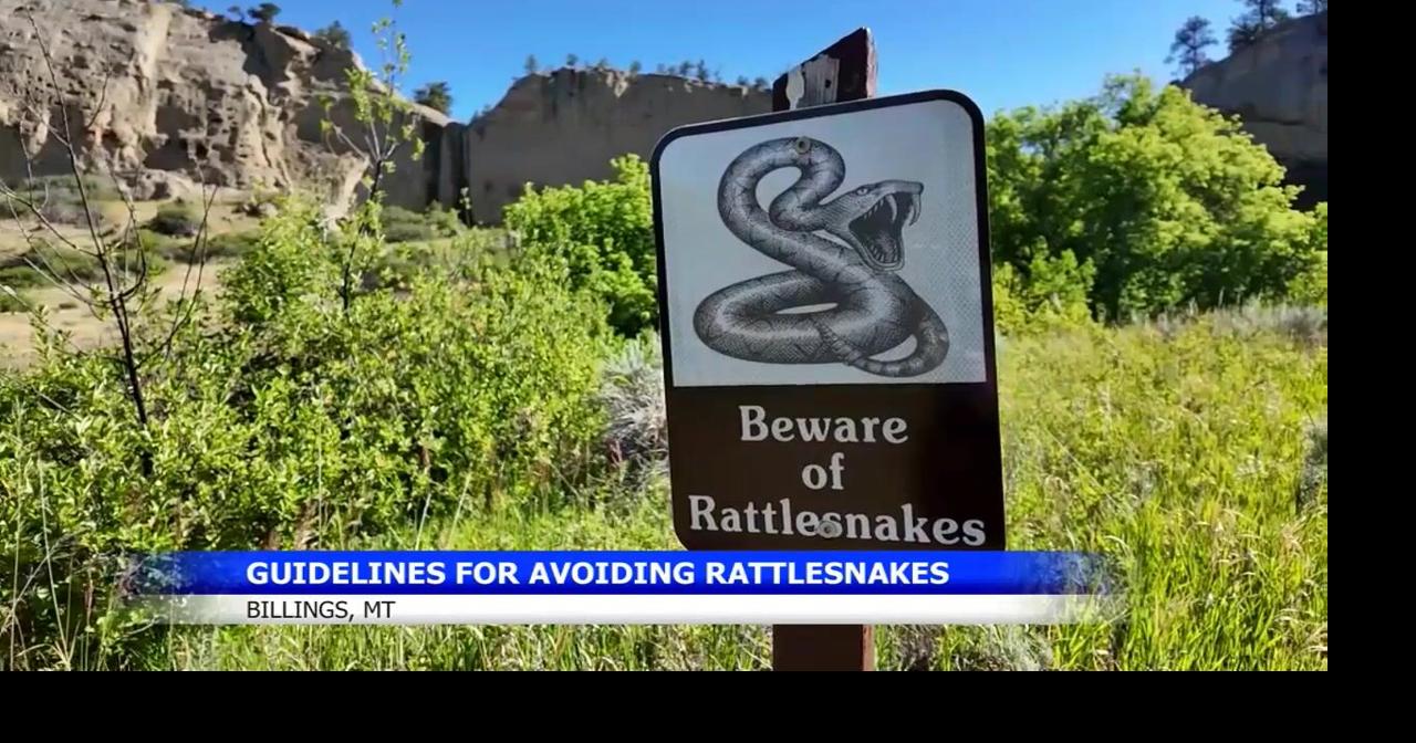 Montana FWP Officials urge caution as rattlesnake season ramps up in Montana