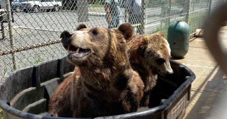 Bears are awake, what do I need to know?