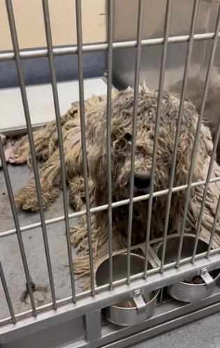 Seized dog in poor condition