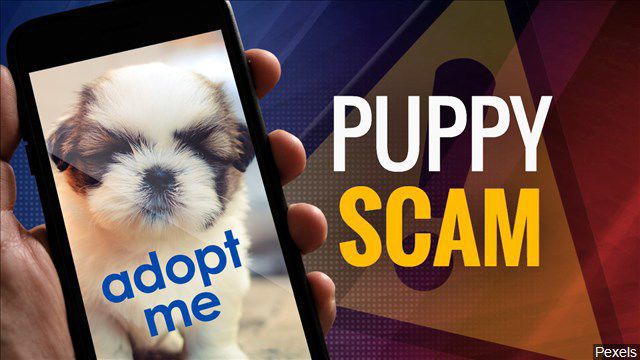 Buying Adopt Me Pets From ! - IS IT A SCAM! 