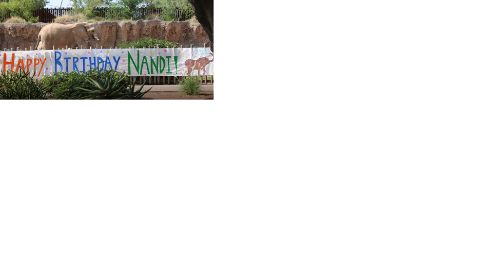 Tucson's beloved Nandi the elephant to celebrate 8th birthday - Vimarsana News