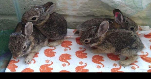 Tucson Wildlife Center recruiting small-animal care volunteers