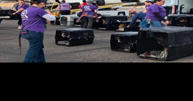 Tucson shelters step up for Los Angeles wildfire dogs | News