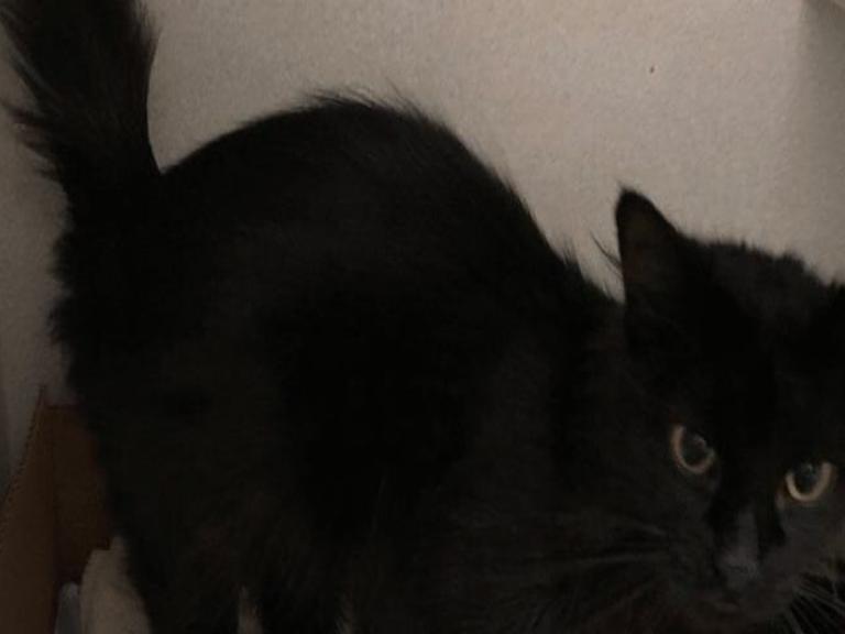 Cat Adoption Special At Pacc Until Oct 12 Local Kvoa Com