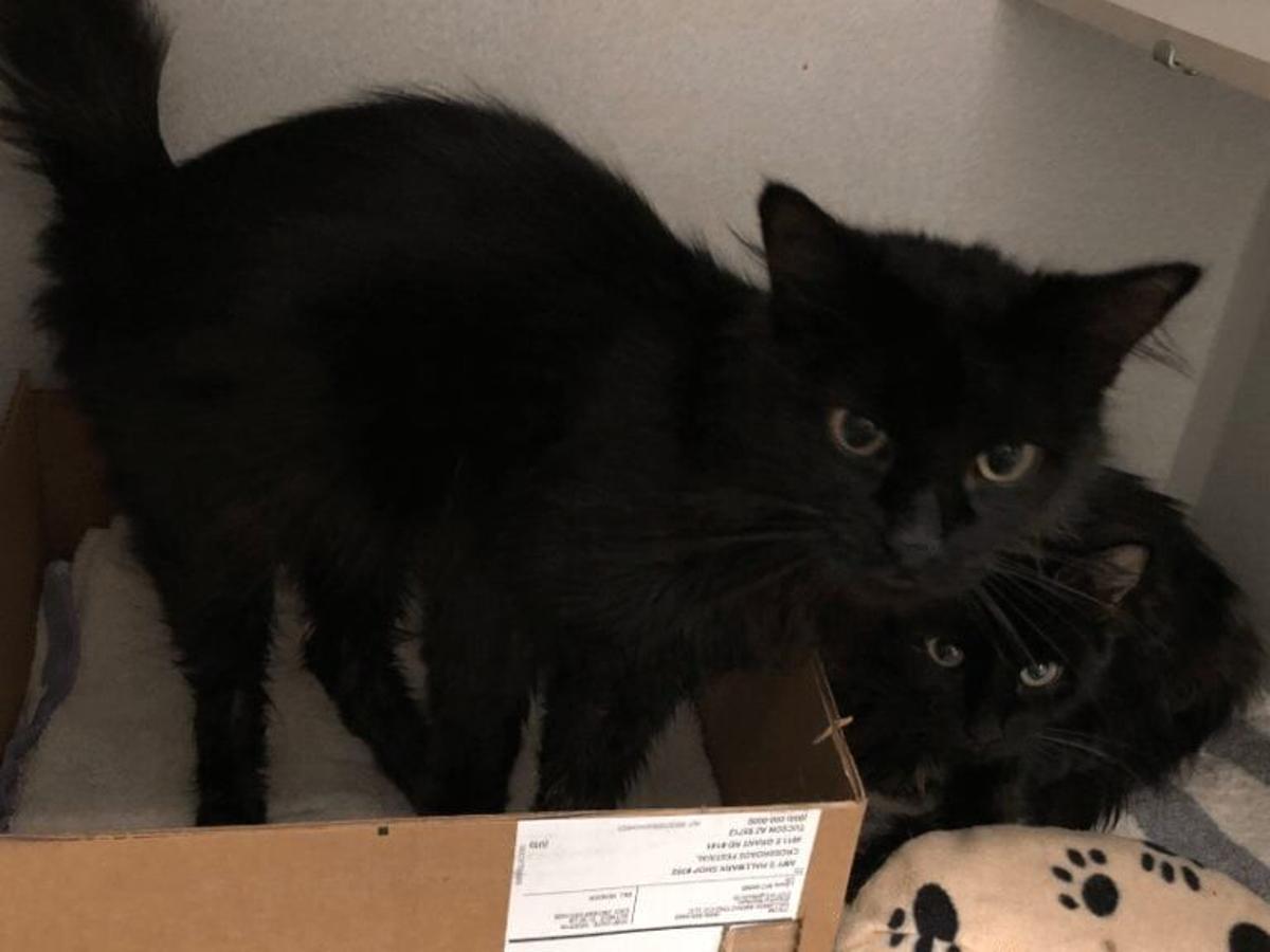 Cat Adoption Special At Pacc Until Oct 12 Local Kvoa Com Cat Adoption Special At Pacc Until Oct 12 Local Kvoa Com