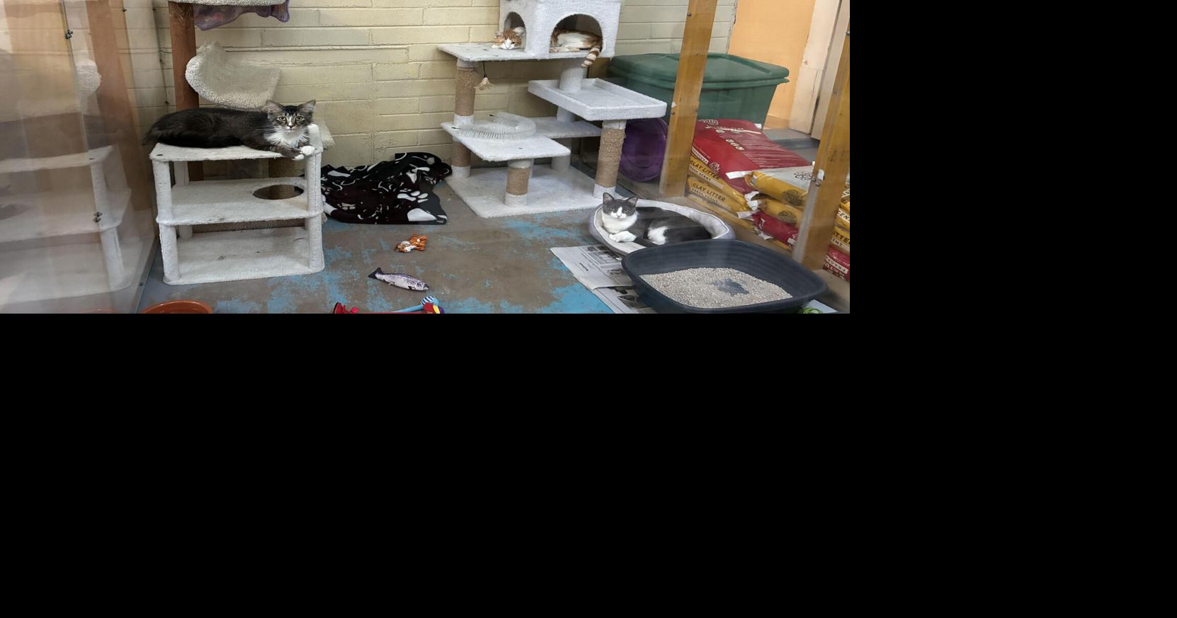 Santa Cruz Humane Society closing after 16 years of animal care