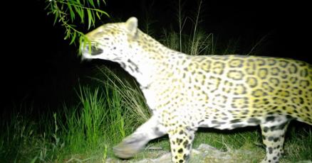 Cinco' the jaguar spotted again in Southern Arizona's Sky Islands
