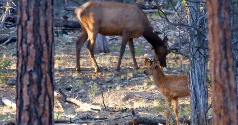 Stay safe: Grand Canyon warns visitors about aggressive elk moms ...
