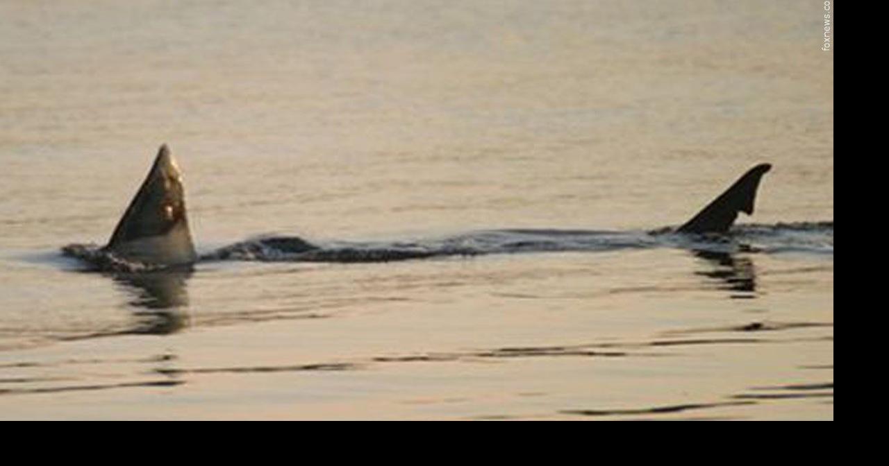 1,200-pound great white shark is swimming off the coast of South Carolina