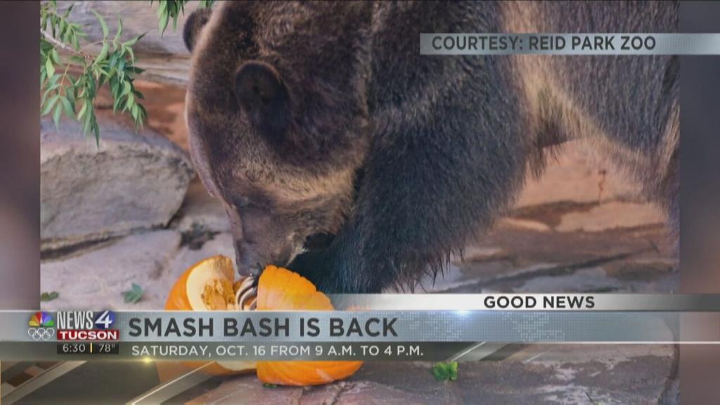 Have A Smashing Time At Reid Park Zoo S Smash Bash News Kvoa Com