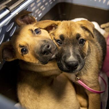 PACC to offer free spay/neuter for large dogs - Vimarsana News
