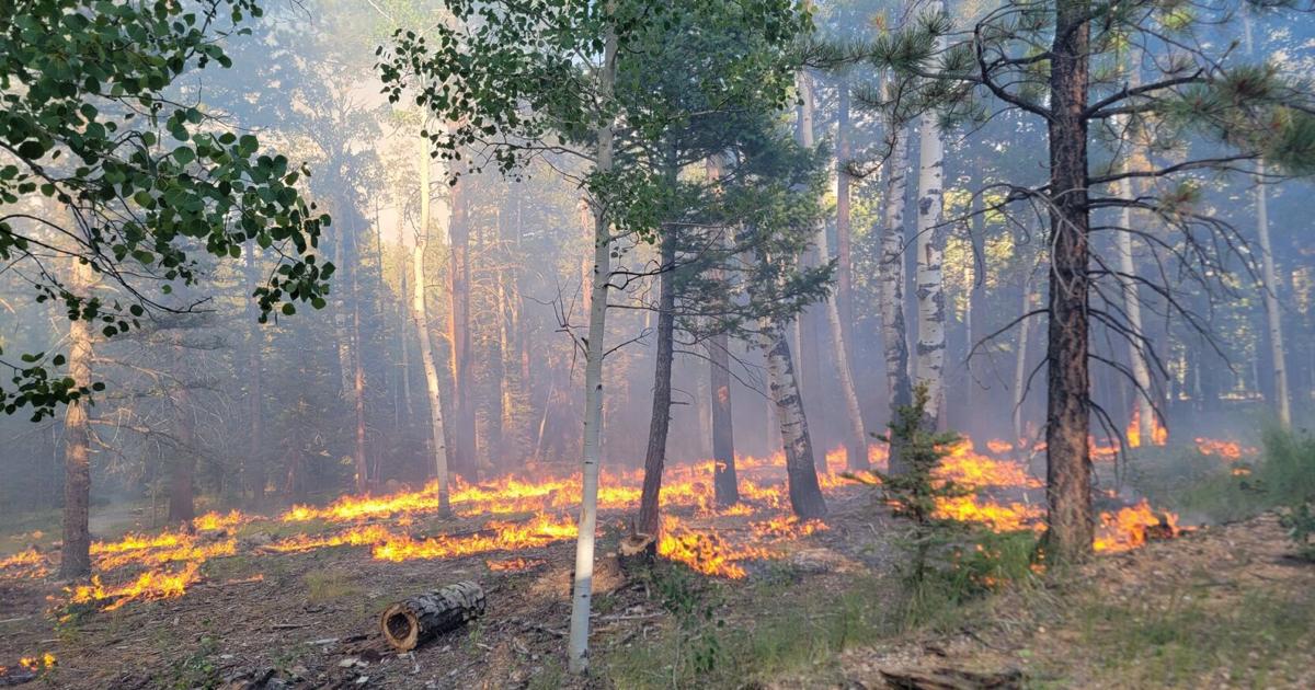 Firefighter Dies Battling Dragon Bravo Fire Grand Canyon