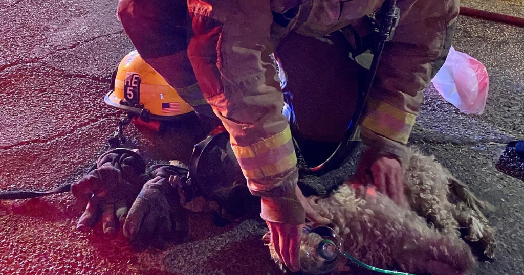 1 dog dead, 2 others rescued after 12 displaced in midtown house fire ...