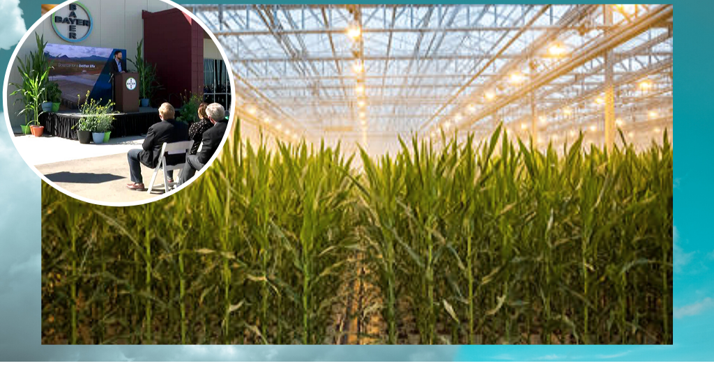 New greenhouse in Marana produces modified corn Local