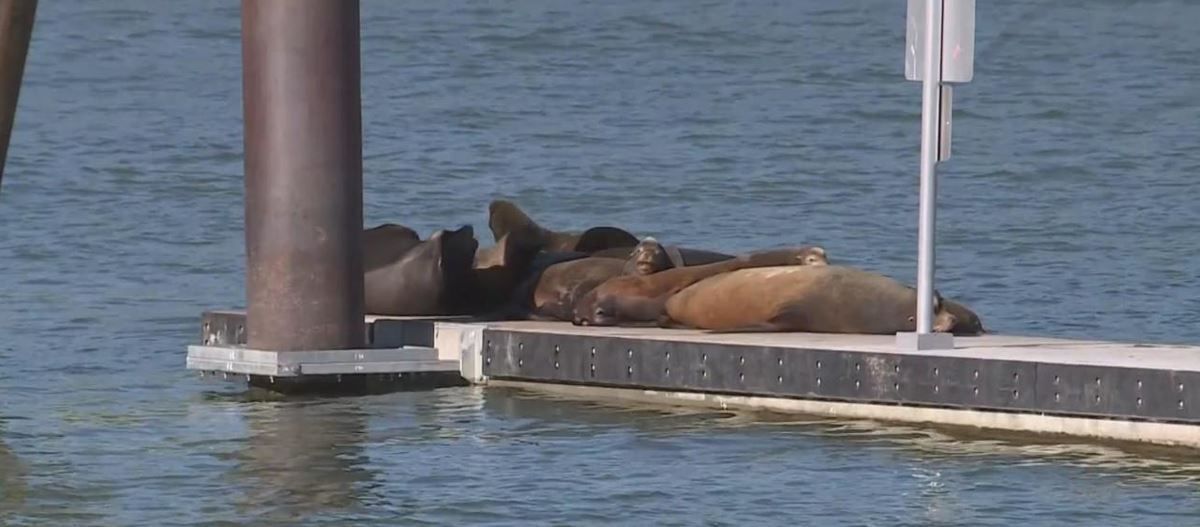 Sea Lebrities: The Sea Lions of Pier 39