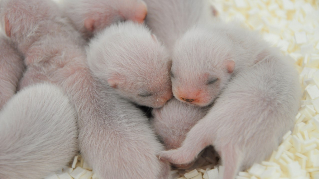 ferret babies