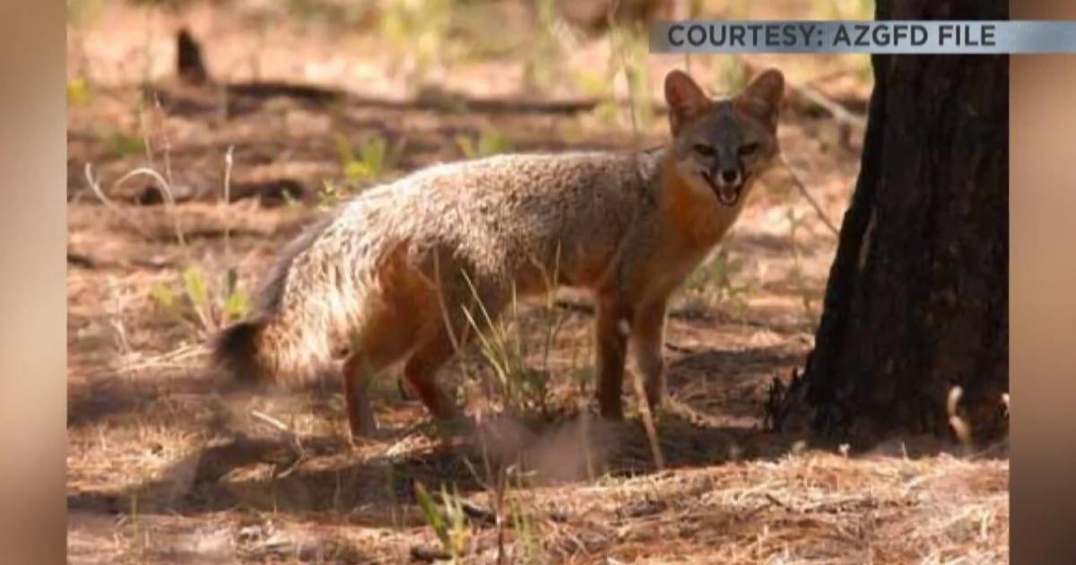 Desert Museum asking visitors to be vigilant after rabid fox caught on grounds