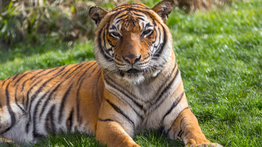 Tucson Mourns Loss Of Sita The Tiger After ‘humanely Euthanized’ At ...