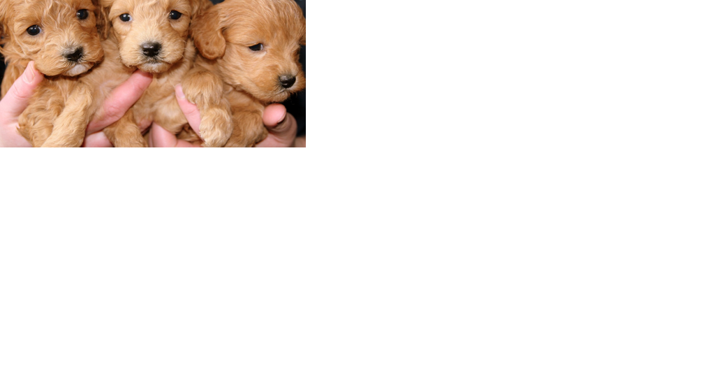 Fido Bags are being given to fire departments across the country to save animals from disasters - Vimarsana News